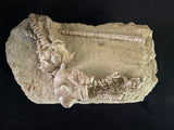 JIMBACRINUS BOSTOCKI CRINOID FOSSIL, Permian, Australia IJB002