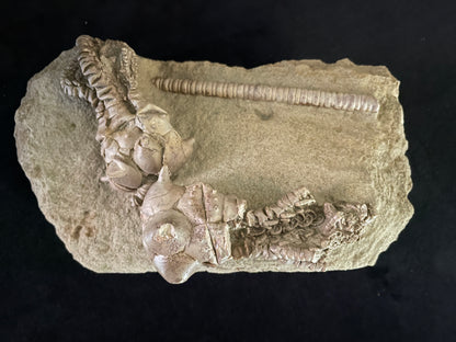 JIMBACRINUS BOSTOCKI CRINOID FOSSIL, Permian, Australia IJB002