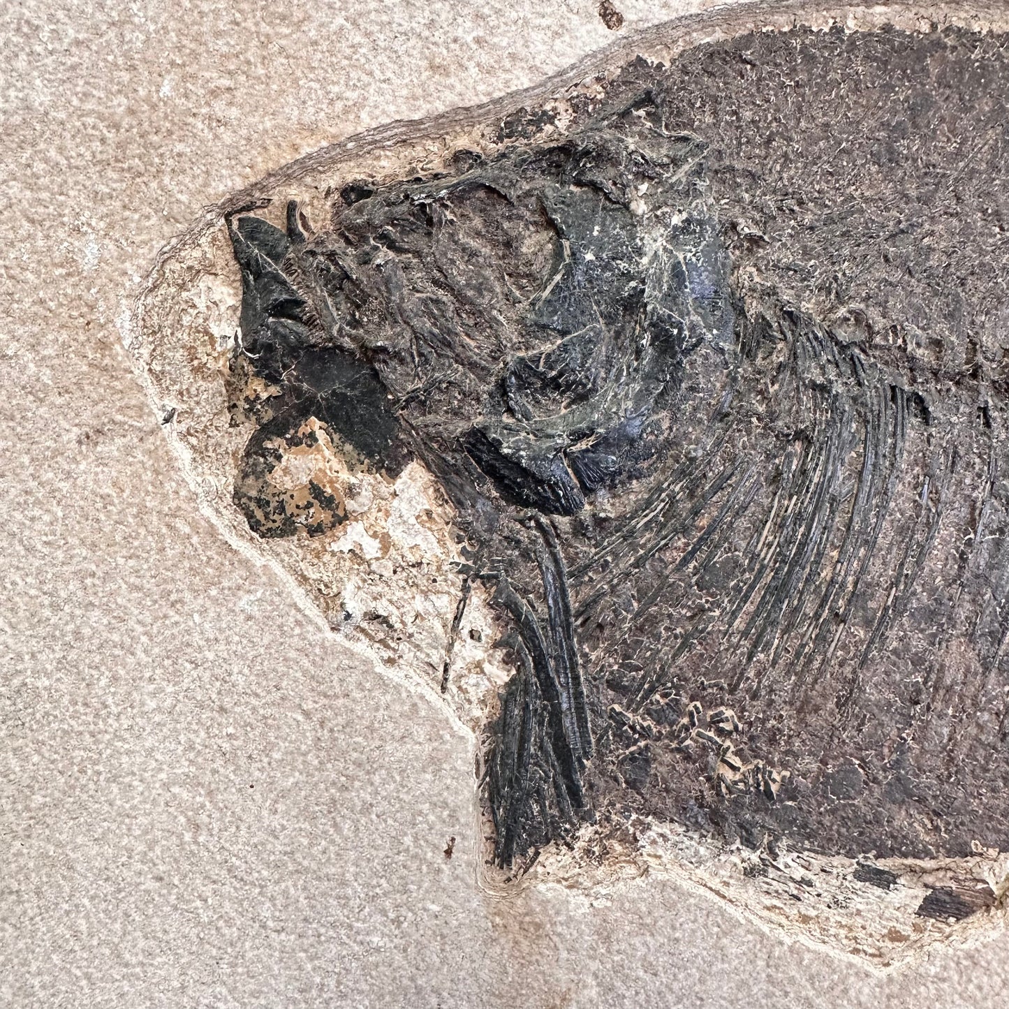 FISH FOSSIL PHAREODUS SP., Eocene, USA CWG021