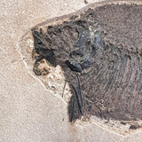 FISH FOSSIL PHAREODUS SP., Eocene, USA CWG021