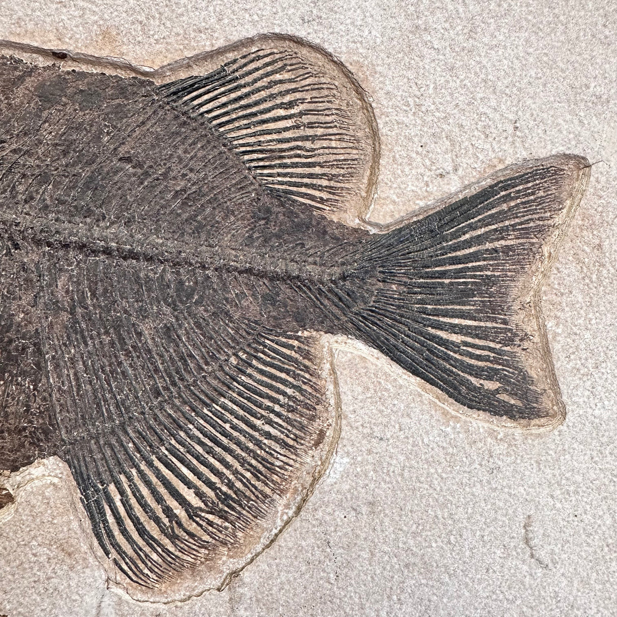 FISH FOSSIL PHAREODUS SP., Eocene, USA CWG021