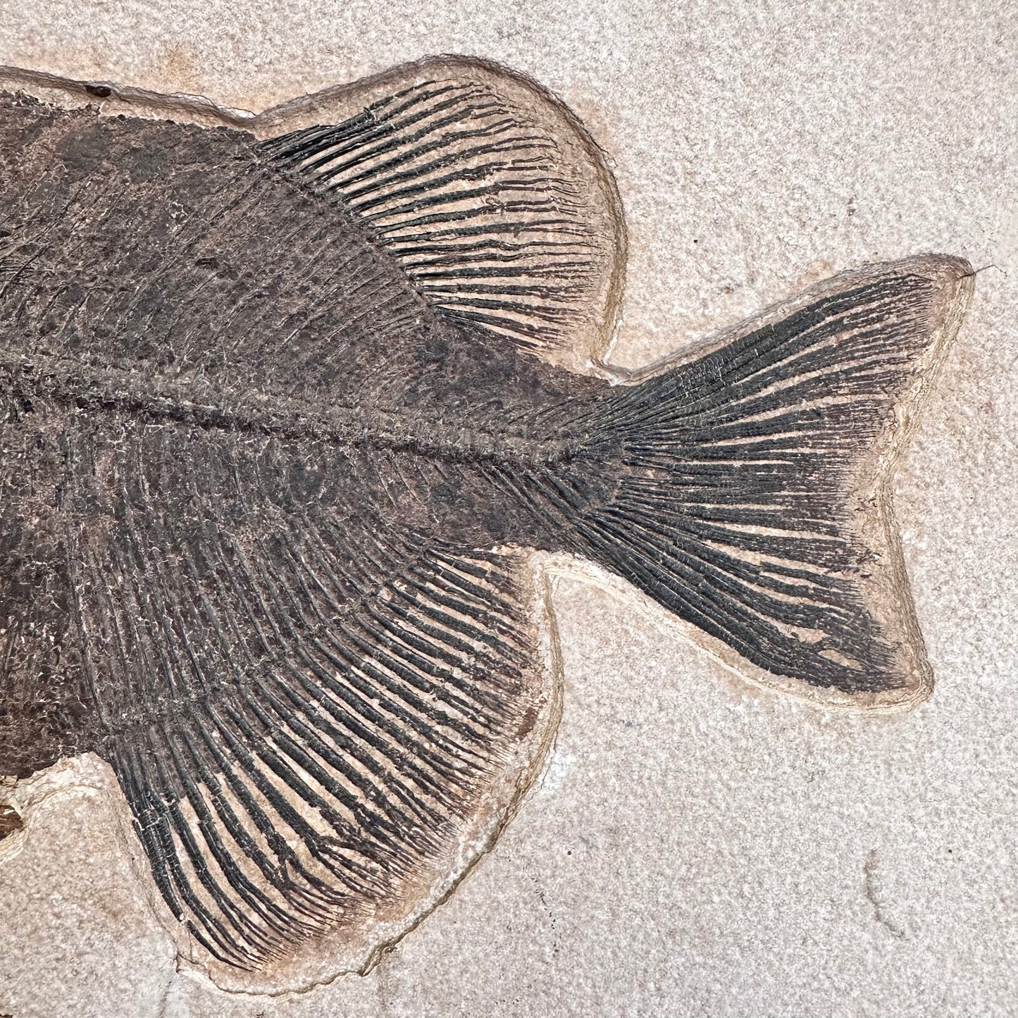 FISH FOSSIL PHAREODUS SP., Eocene, USA CWG021