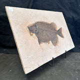 FISH FOSSIL PHAREODUS SP., Eocene, USA CWG021