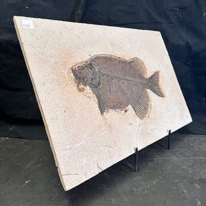 FISH FOSSIL PHAREODUS SP., Eocene, USA CWG021