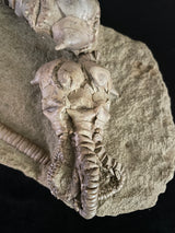 JIMBACRINUS BOSTOCKI CRINOID FOSSIL, Permian, Australia IJB002