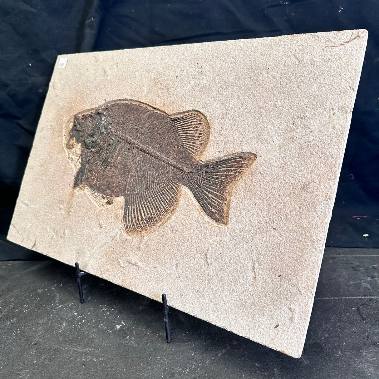 FISH FOSSIL PHAREODUS SP., Eocene, USA CWG021