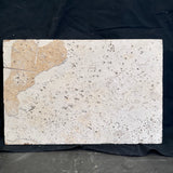 FISH FOSSIL PHAREODUS SP., Eocene, USA CWG021