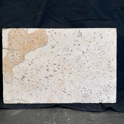 FISH FOSSIL PHAREODUS SP., Eocene, USA CWG021