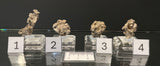 NATIVE SILVER, Australia INS017-20