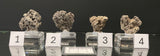 NATIVE SILVER, Australia INS050-53