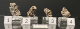 NATIVE SILVER, Australia INS054-57