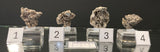 NATIVE SILVER, Australia INS058-61
