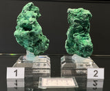 VELVET MALACHITE, Democratic Republic of the Congo IVE029-30