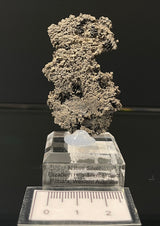 NATIVE SILVER, Australia INS112