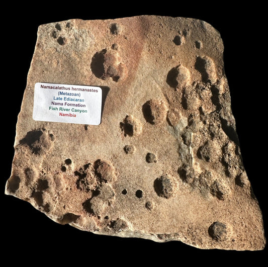 NAMACALATHUS HERMANASTES, LATE EDIACARAN FOSSIL NAMBIA F587
