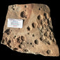 NAMACALATHUS HERMANASTES, LATE EDIACARAN FOSSIL NAMBIA F587