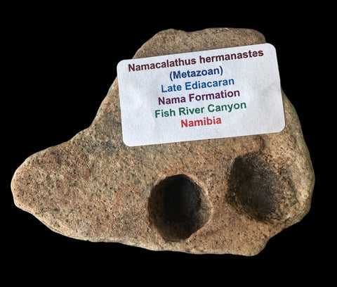 NAMACALATHUS HERMANASTES, LATE EDIACARAN FOSSIL NAMBIA F650
