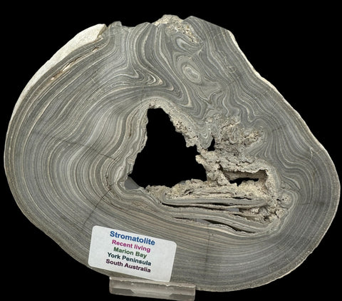 STROMATOLITE, RECENT LIVING, SOUTH AUSTRALIA S532