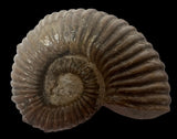 AMMONITE, Tropaeum jackii, WALSH RIVER, AUSTRALIA F197