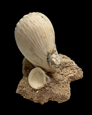 FOSSIL SHELLS, CASIS FIMBRIATA, AUSTRALIA F368