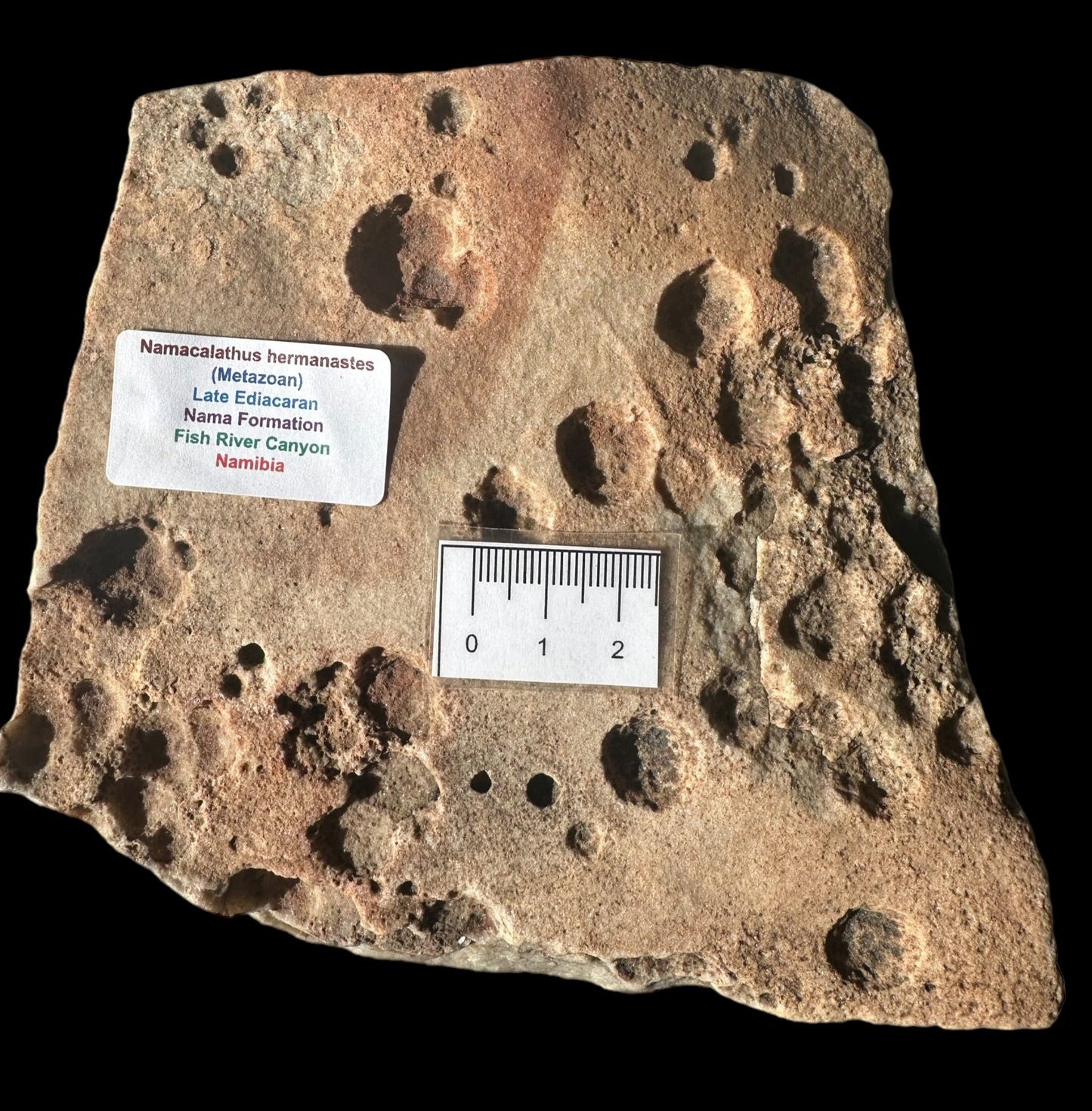 NAMACALATHUS HERMANASTES, LATE EDIACARAN FOSSIL NAMBIA F587