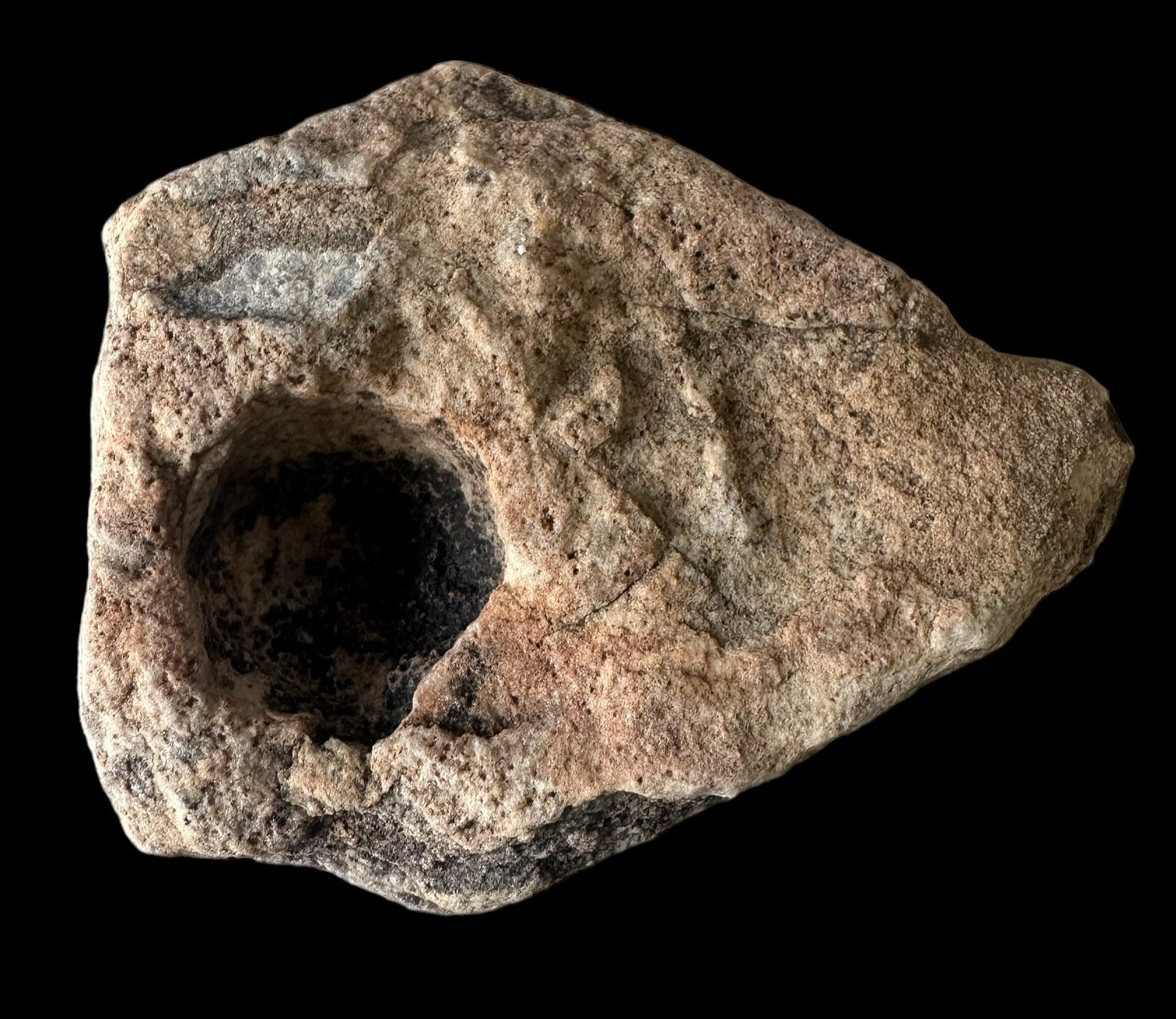 NAMACALATHUS HERMANASTES, LATE EDIACARAN FOSSIL NAMBIA F650