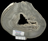 STROMATOLITE, RECENT LIVING, SOUTH AUSTRALIA S532