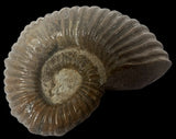 AMMONITE, Tropaeum jackii, WALSH RIVER, AUSTRALIA F197