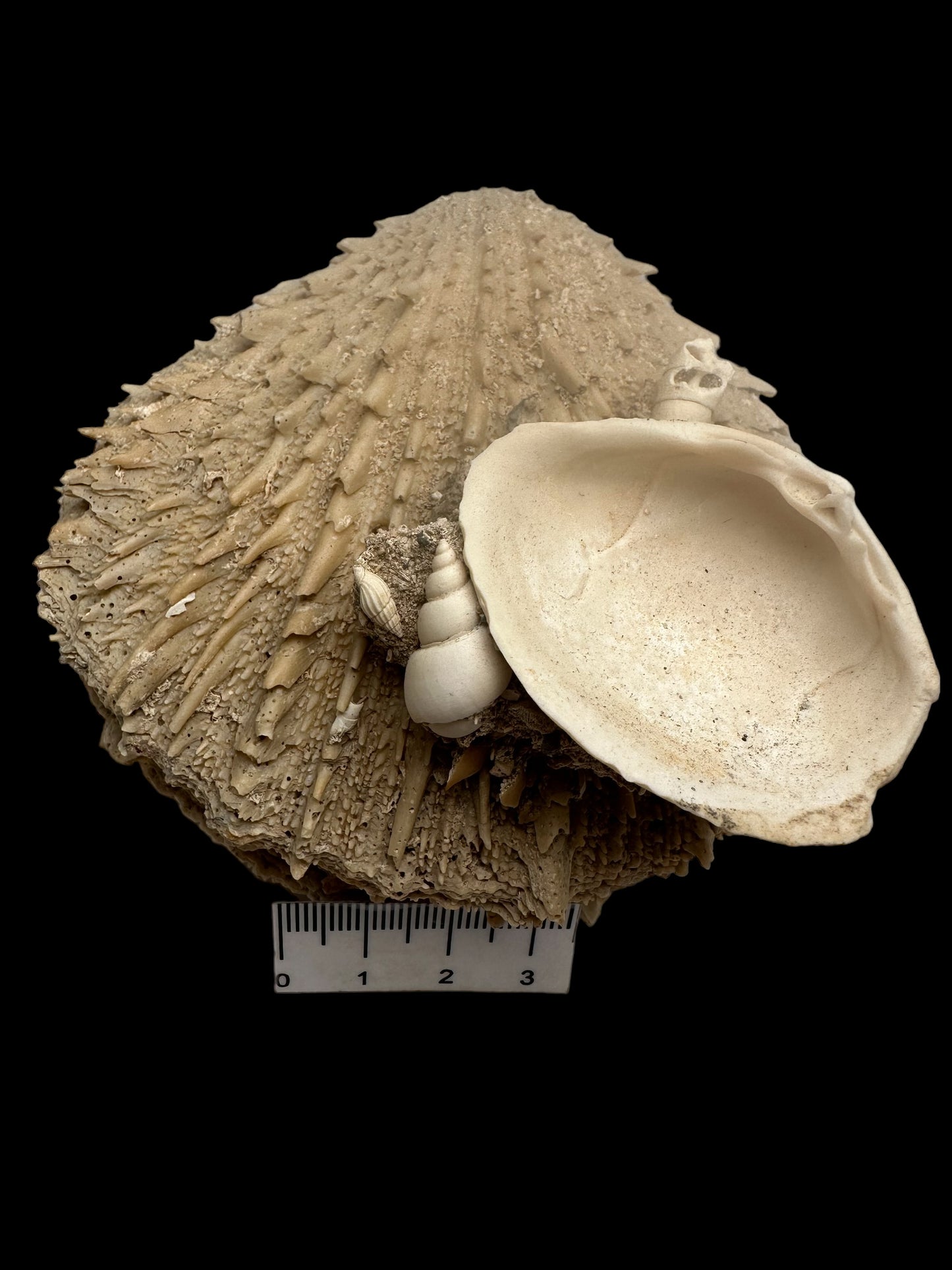 FOSSIL SHELLS, MILTHA HAMPTONENSIS, SPONDYLUS SPONDYLEINES, AUSTRALIA F367