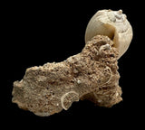 FOSSIL SHELLS, CASIS FIMBRIATA, AUSTRALIA F368