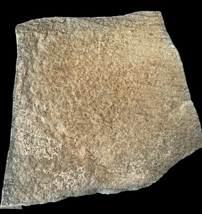 NAMACALATHUS HERMANASTES, LATE EDIACARAN FOSSIL NAMBIA F587