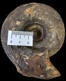 AMMONITE JURESANITES JACKSONI, RIVER WESTERN AUSTRALIA F589