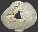 STROMATOLITE, RECENT LIVING, SOUTH AUSTRALIA S532