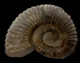 AMMONITE, Tropaeum jackii, WALSH RIVER, AUSTRALIA F197