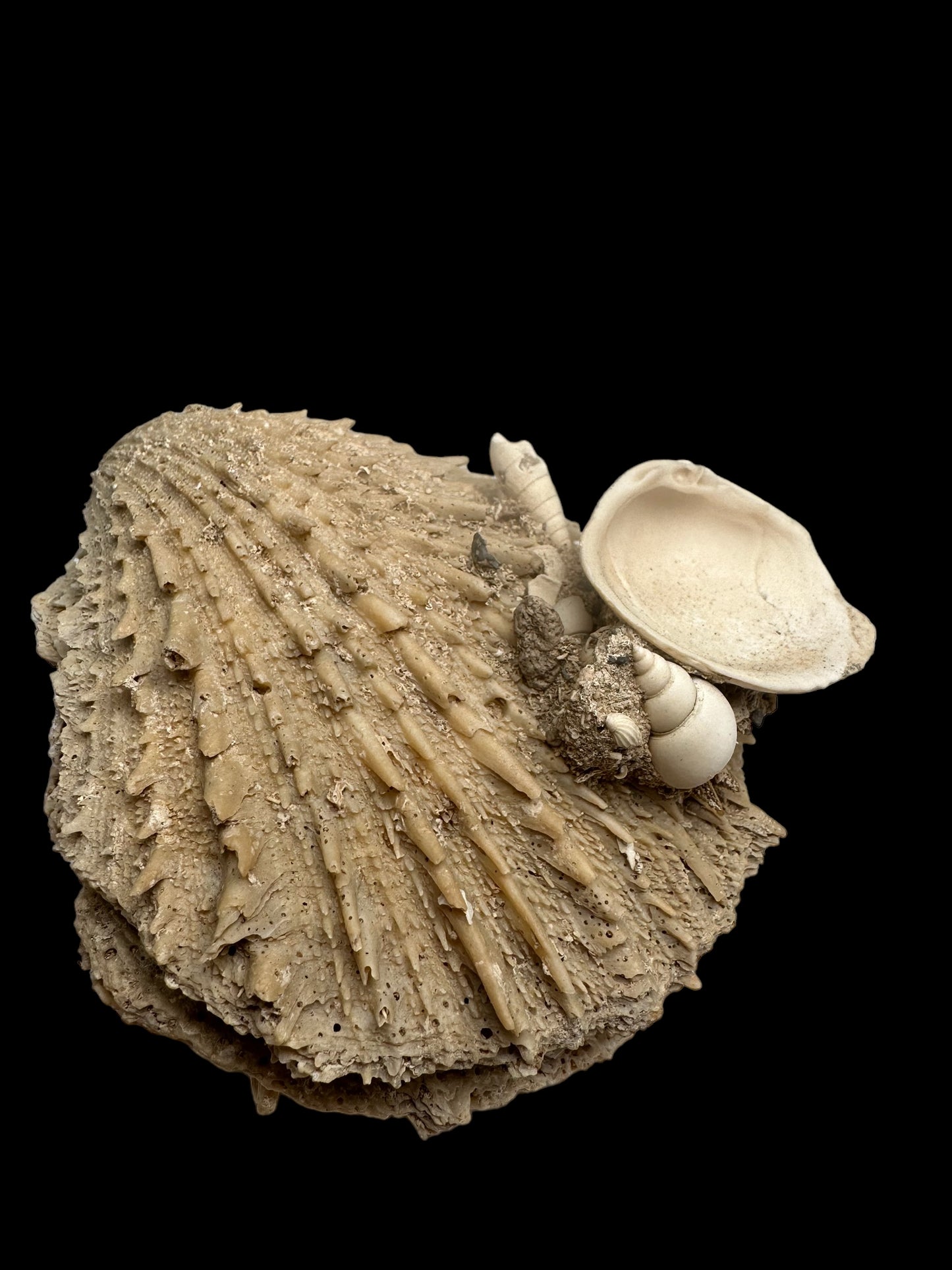 FOSSIL SHELLS, MILTHA HAMPTONENSIS, SPONDYLUS SPONDYLEINES, AUSTRALIA F367