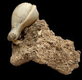 FOSSIL SHELLS, CASIS FIMBRIATA, AUSTRALIA F368