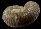 AMMONITE, Tropaeum jackii, WALSH RIVER, AUSTRALIA F197