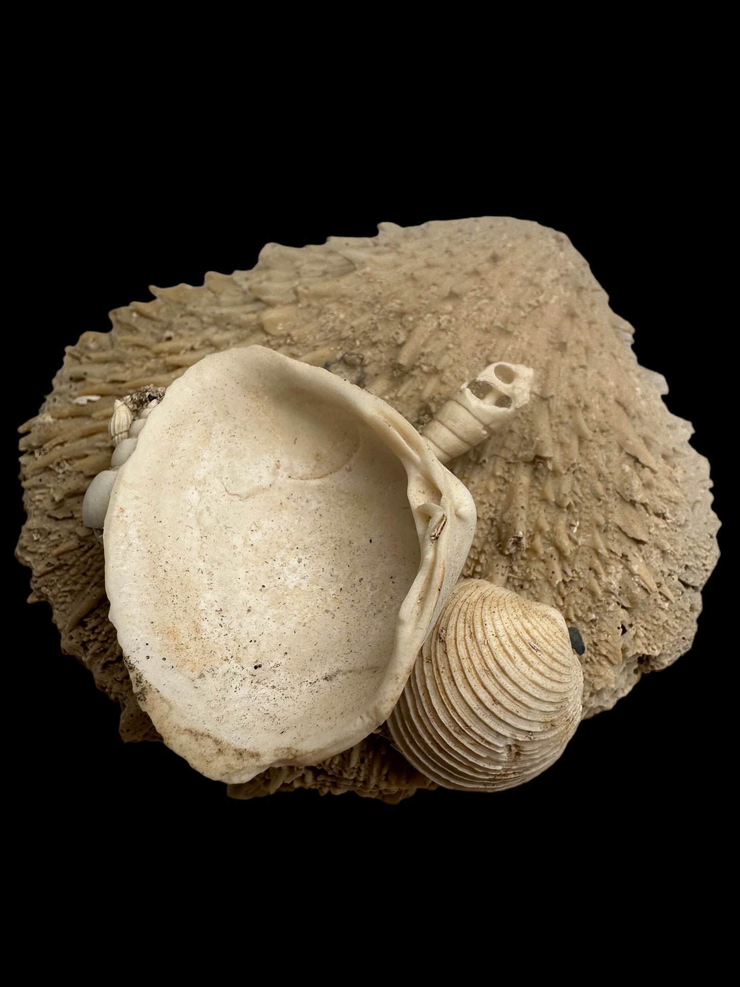 FOSSIL SHELLS, MILTHA HAMPTONENSIS, SPONDYLUS SPONDYLEINES, AUSTRALIA F367
