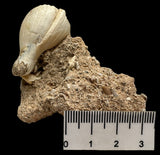 FOSSIL SHELLS, CASIS FIMBRIATA, AUSTRALIA F368