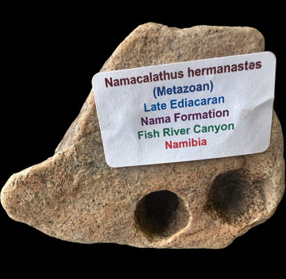 NAMACALATHUS HERMANASTES, LATE EDIACARAN FOSSIL NAMBIA F650