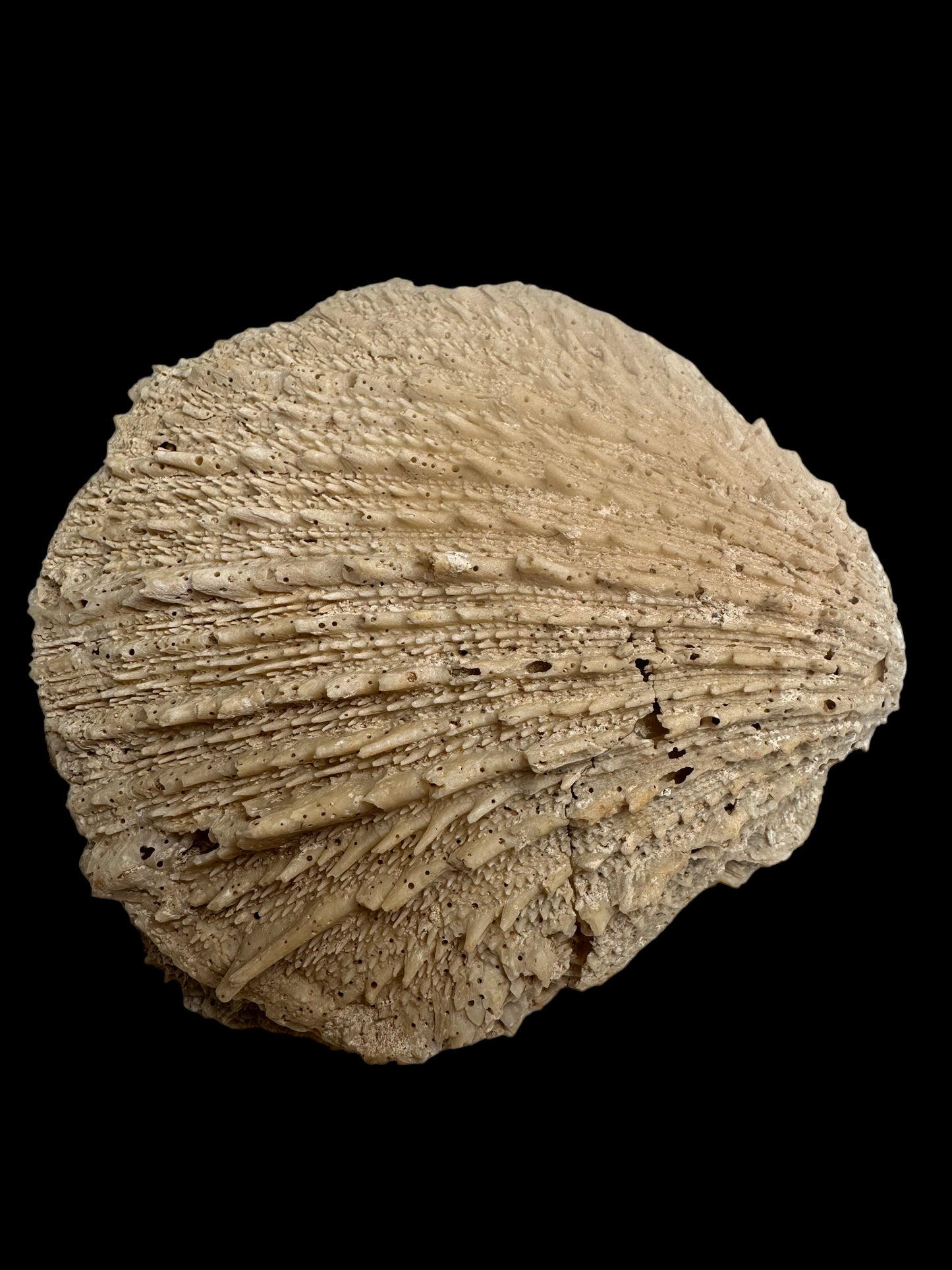 FOSSIL SHELLS, MILTHA HAMPTONENSIS, SPONDYLUS SPONDYLEINES, AUSTRALIA F367
