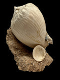 FOSSIL SHELLS, CASIS FIMBRIATA, AUSTRALIA F368