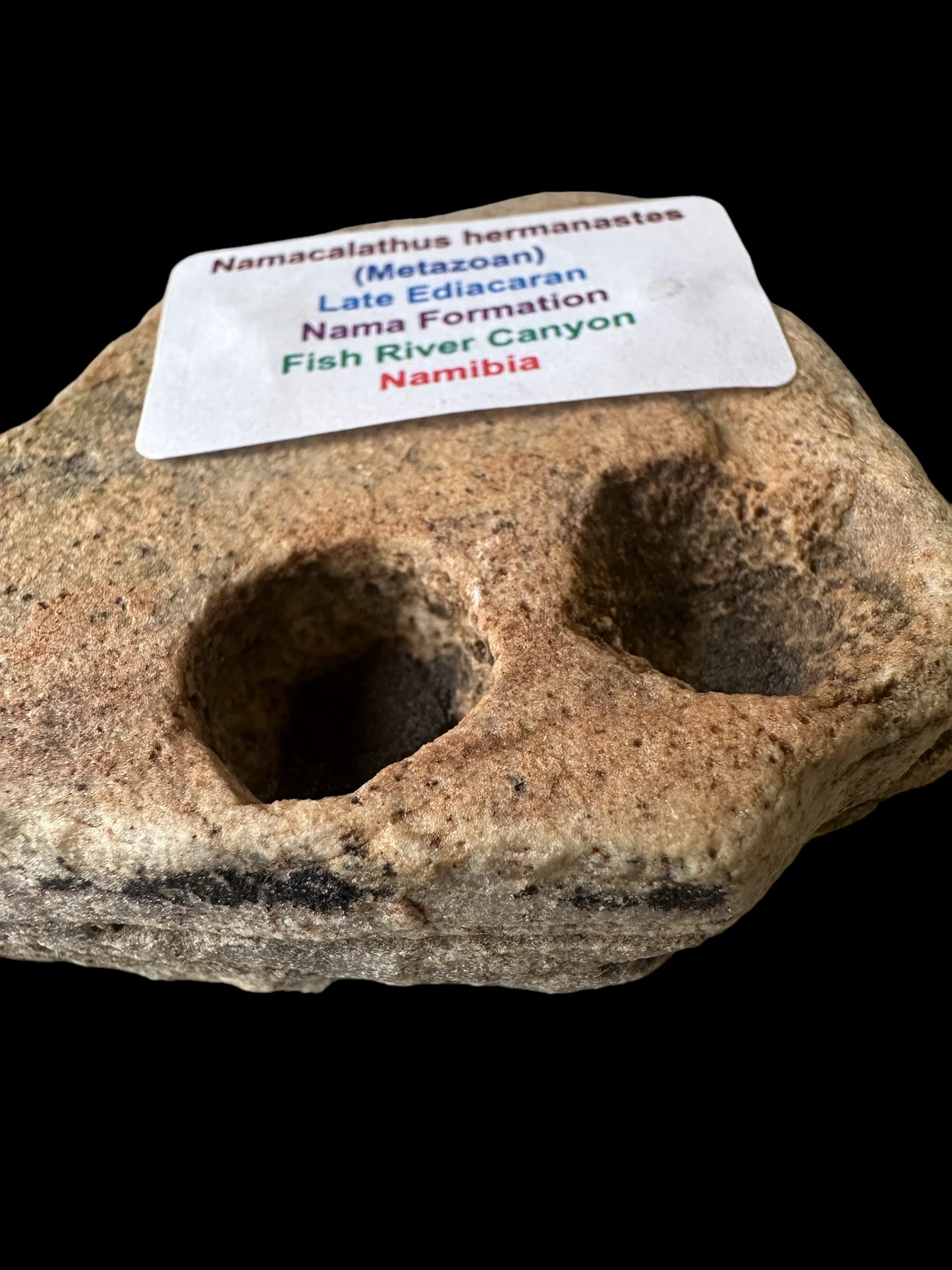 NAMACALATHUS HERMANASTES, LATE EDIACARAN FOSSIL NAMBIA F650