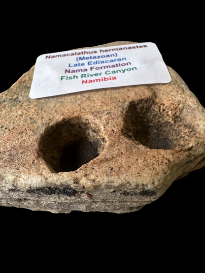 NAMACALATHUS HERMANASTES, LATE EDIACARAN FOSSIL NAMBIA F650