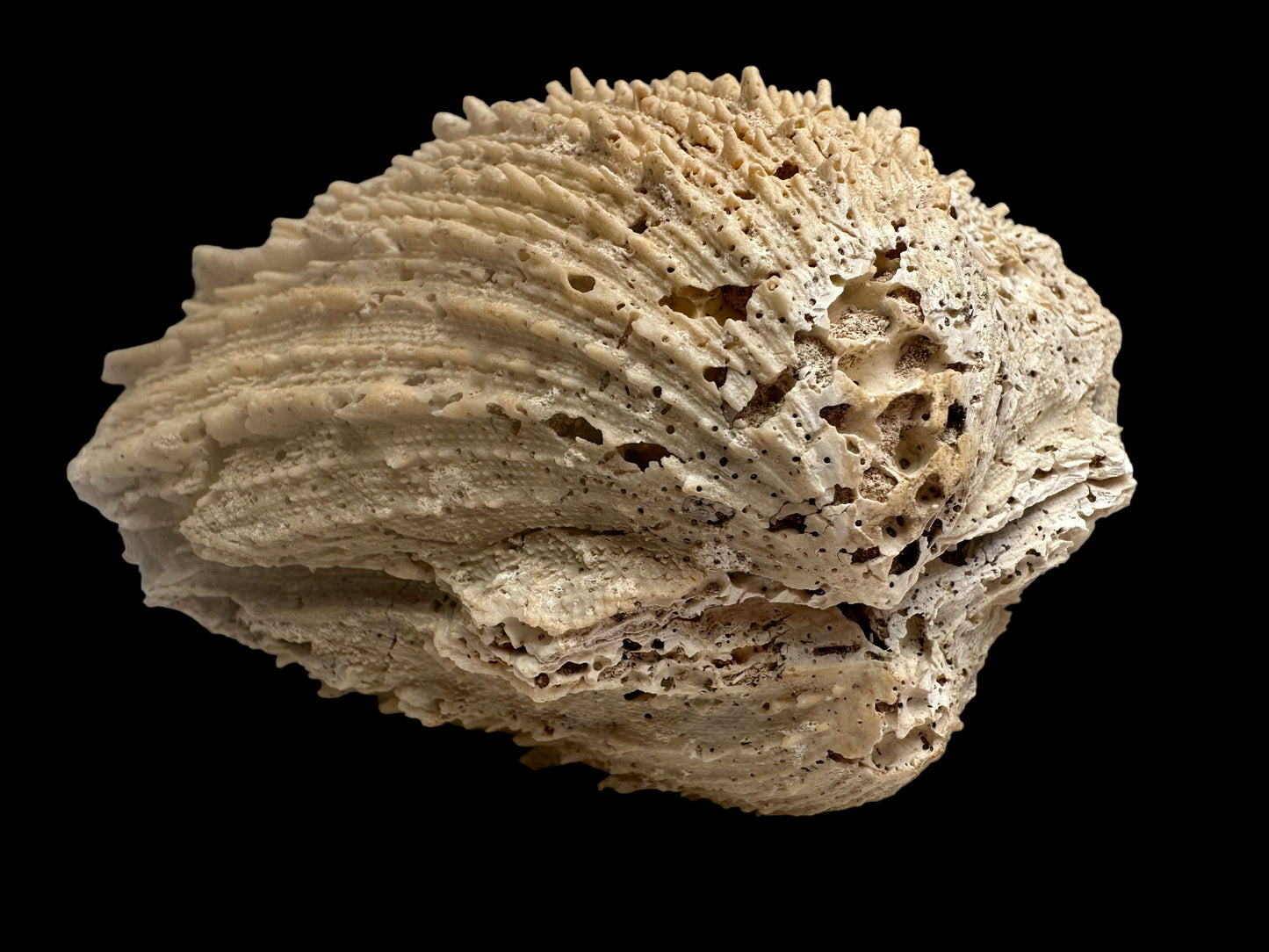 FOSSIL SHELLS, MILTHA HAMPTONENSIS, SPONDYLUS SPONDYLEINES, AUSTRALIA F367