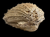 FOSSIL SHELLS, MILTHA HAMPTONENSIS, SPONDYLUS SPONDYLEINES, AUSTRALIA F367