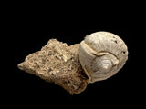 FOSSIL SHELLS, CASIS FIMBRIATA, AUSTRALIA F368