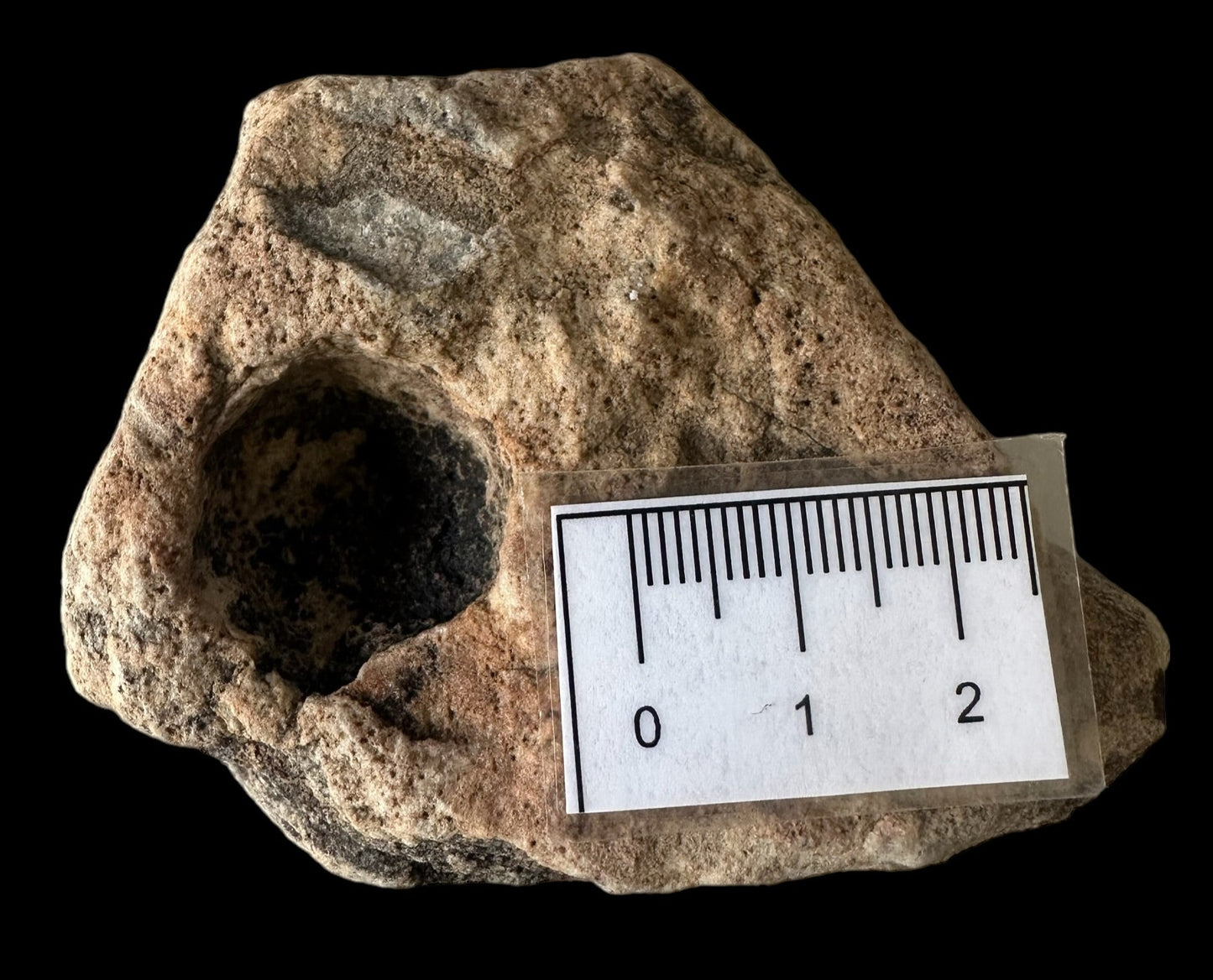 NAMACALATHUS HERMANASTES, LATE EDIACARAN FOSSIL NAMBIA F650