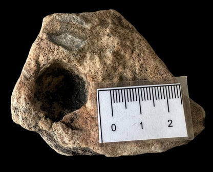 NAMACALATHUS HERMANASTES, LATE EDIACARAN FOSSIL NAMBIA F650