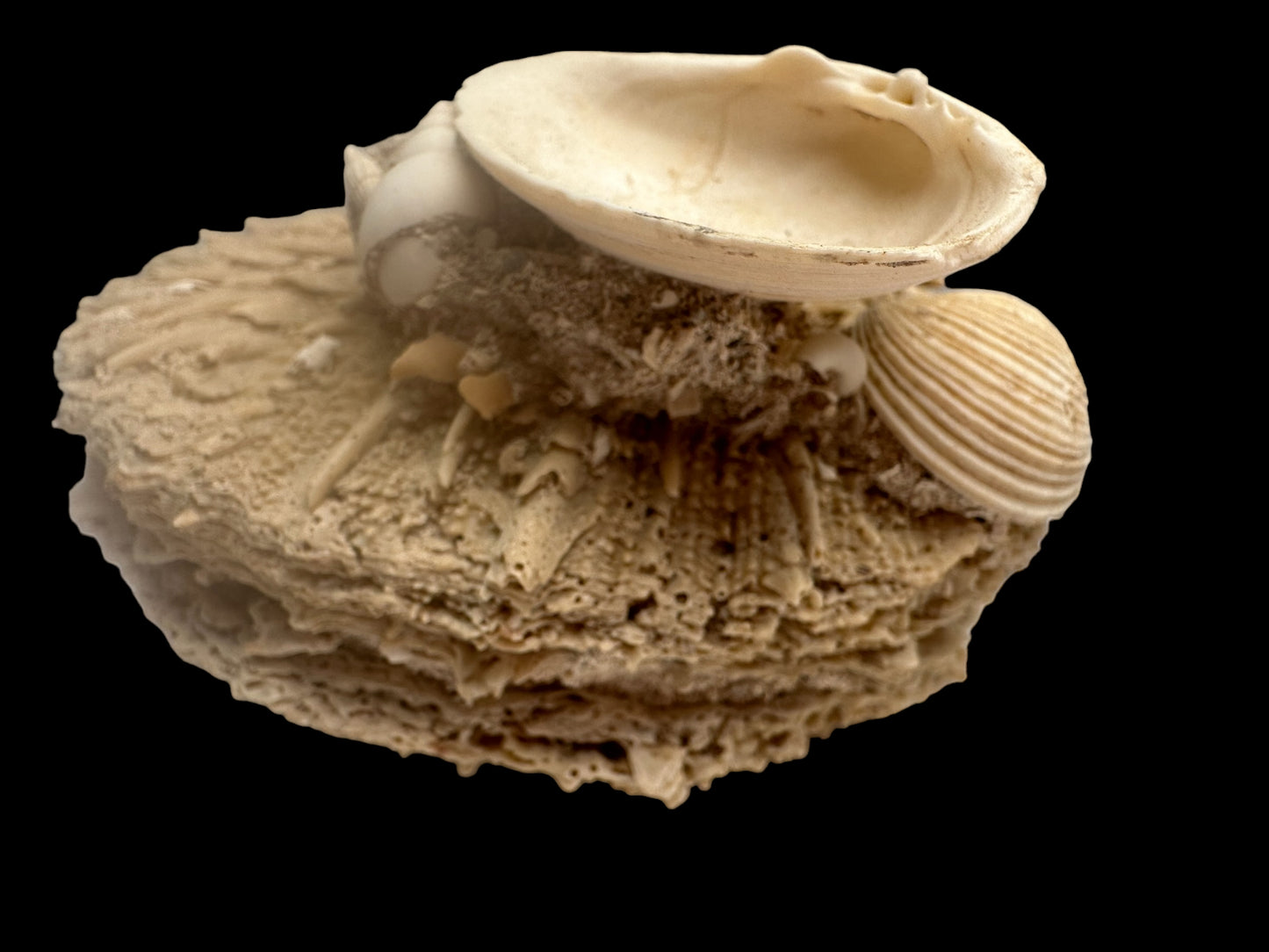 FOSSIL SHELLS, MILTHA HAMPTONENSIS, SPONDYLUS SPONDYLEINES, AUSTRALIA F367